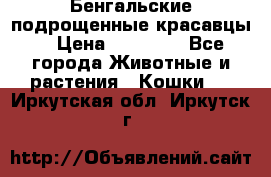 Бенгальские подрощенные красавцы. › Цена ­ 20 000 - Все города Животные и растения » Кошки   . Иркутская обл.,Иркутск г.